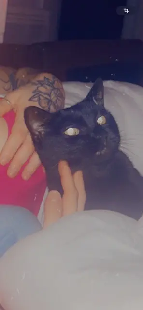 chatte lost   30290 Saint-Victor-la-Coste Caline