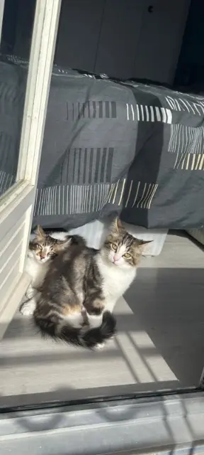 chatte lost   30620 Uchaud Calypso