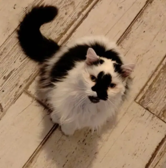 chatte lost   30650 Rochefort-du-Gard Carla