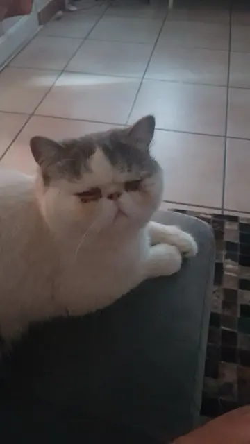 chatte lost   30300 Jonquières-Saint-Vincent Channel
