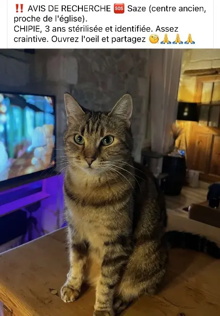 chatte lost   30650 Saze Chipie