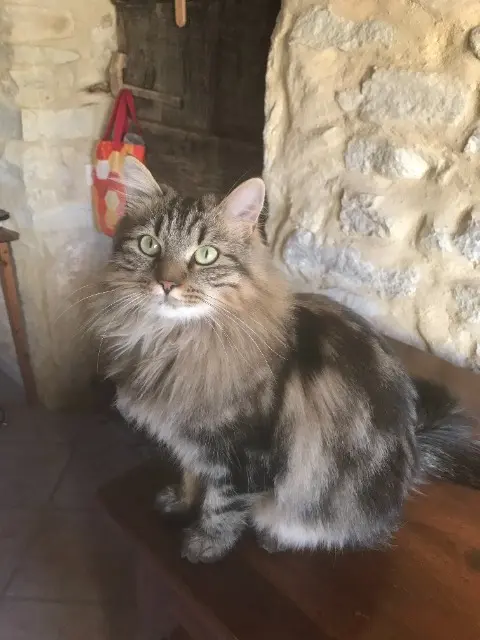 chatte lost   30340 Mons Chloé