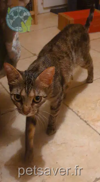 cat lost 30300 Beaucaire Coco cat lost 30300 Beaucaire Coco