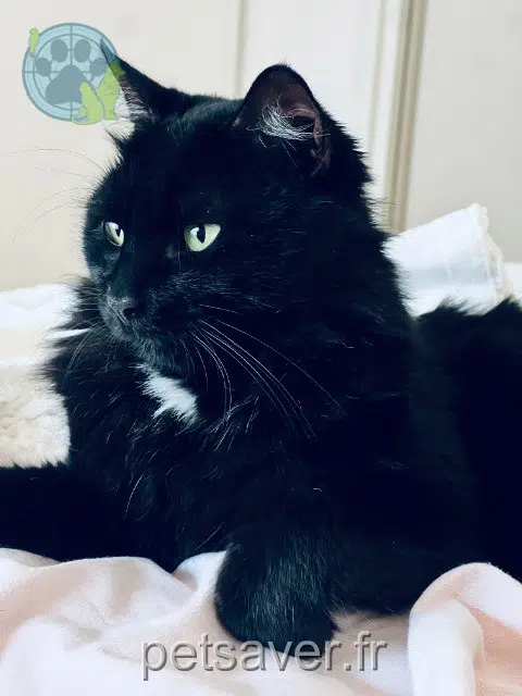 chatte perdue 30250 Aubais Duchesse chatte lost 30250 Aubais Duchesse