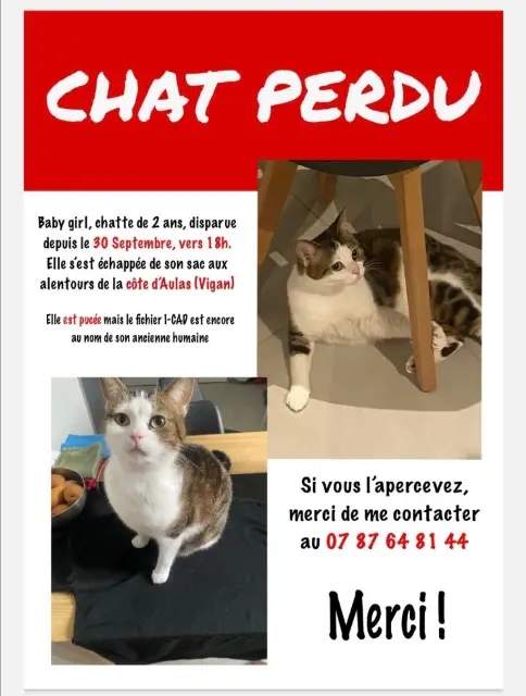 chatte lost   30120 Le Vigan Duchesse