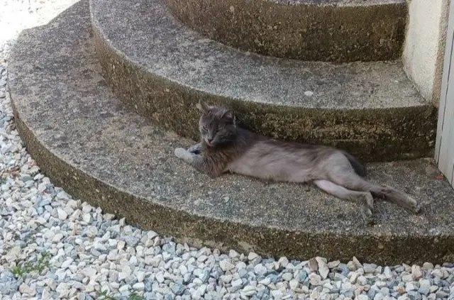 chatte lost   30190 Sainte-Anastasie Evy