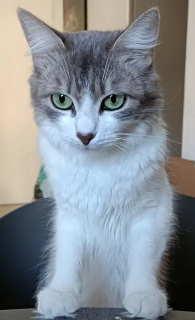 chatte lost   30230 Bouillargues Frimousse
