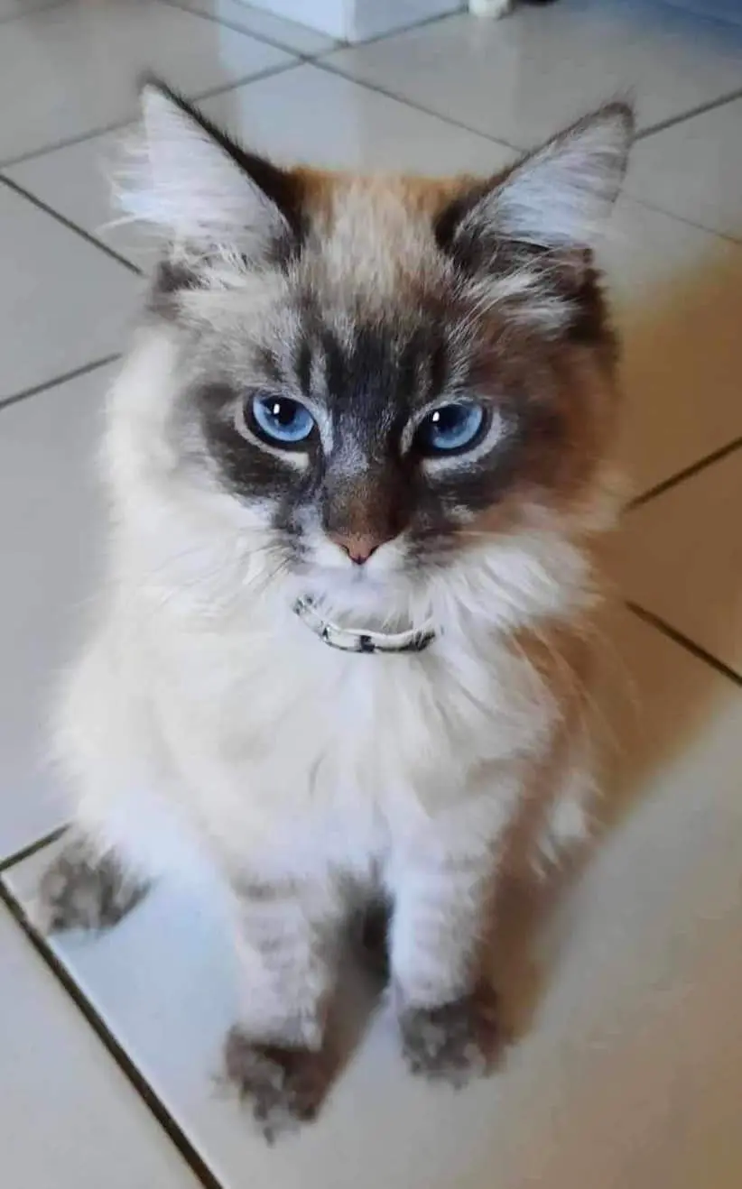 Chatte Perdue 30 Gard Chatte Perdue 30 Gard