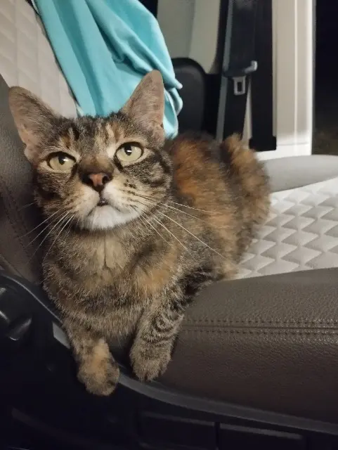 chatte lost   30500 Allègre-les-Fumades Inconnu