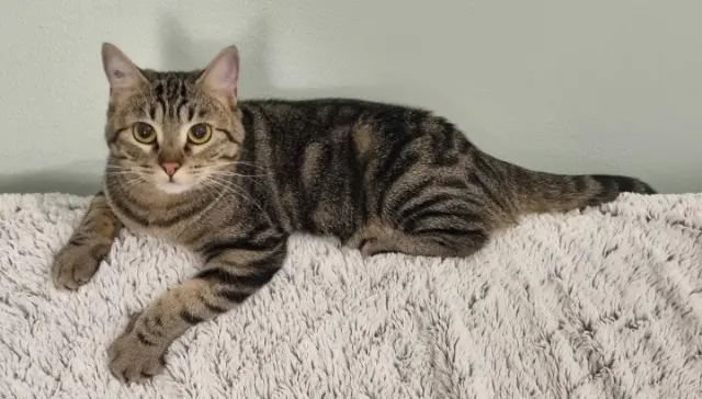chatte lost   30350 Lézan Isis