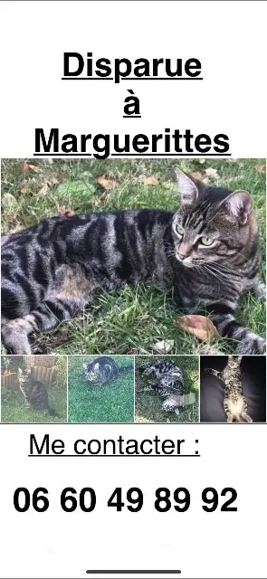 chatte lost   30320 Marguerittes Jasmine