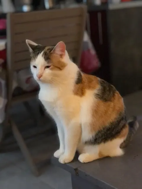 chatte lost   30620 Bernis June