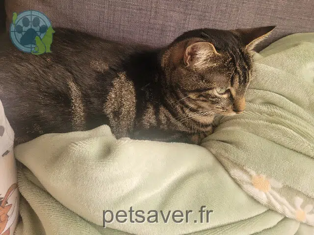 cat lost 30600 Vauvert Kiara cat lost 30600 Vauvert Kiara