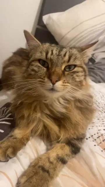 chatte lost   30420 Calvisson Kumo