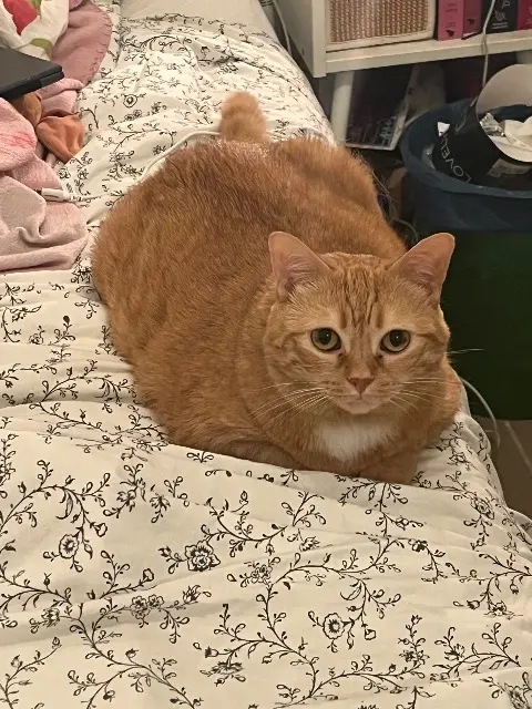 chatte lost   30260 Montmirat Lady