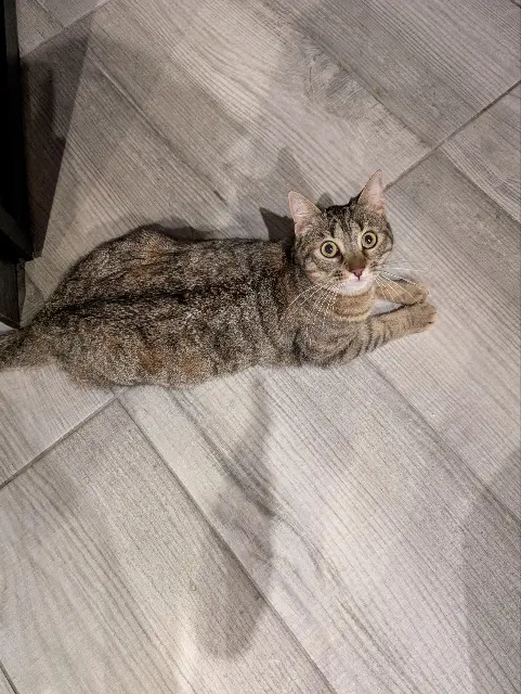 chatte lost   30200 Bagnols-sur-Cèze Lily