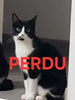 Chatte Perdue 30 Gard - Lola Chatte Perdue 30 Gard - Lola