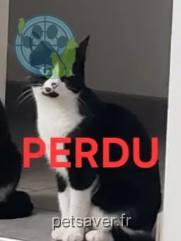 Chatte Perdue 30 Gard - Lola Chatte Perdue 30 Gard - Lola