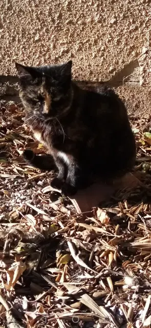 chatte lost   30240 Le Grau-du-Roi Lola