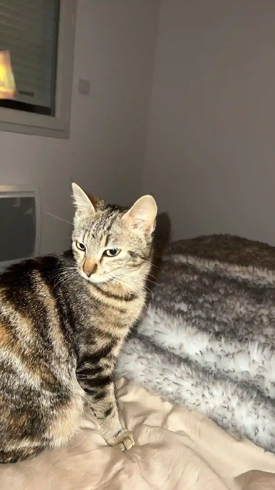 Chatte Perdue 30 Gard - Luna Chatte Perdue 30 Gard - Luna