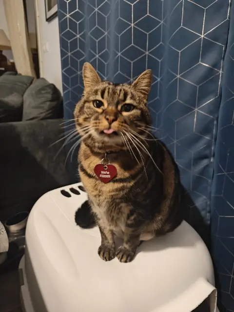 chatte lost   30220 Aigues-Mortes Lyly