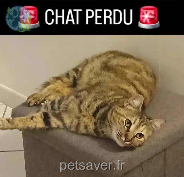 cat lost 30340 Salindres Mascara cat lost 30340 Salindres Mascara