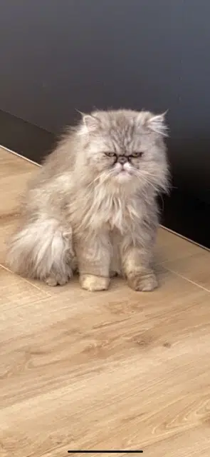 chatte lost   30800 Saint-Gilles Maya