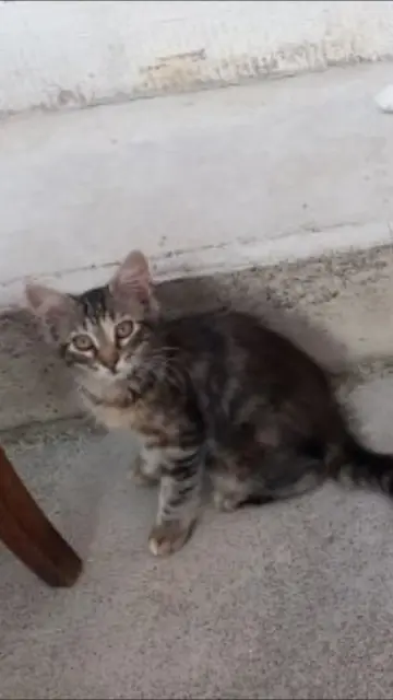 chatte lost   30100 Alès Maya