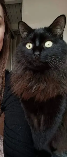 chatte lost   30800 Saint-Gilles Michka
