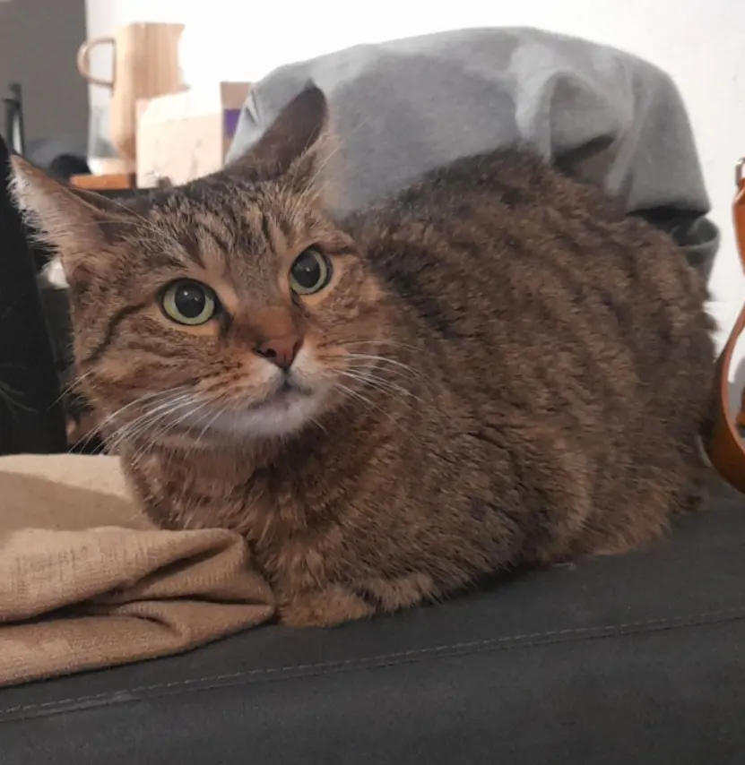 Chatte Perdue 30 Gard - Microbe Chatte Perdue 30 Gard - Microbe