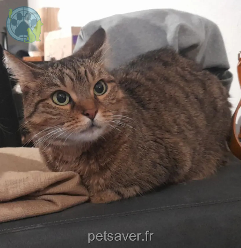 Chatte Perdue 30 Gard - Microbe Chatte Perdue 30 Gard - Microbe