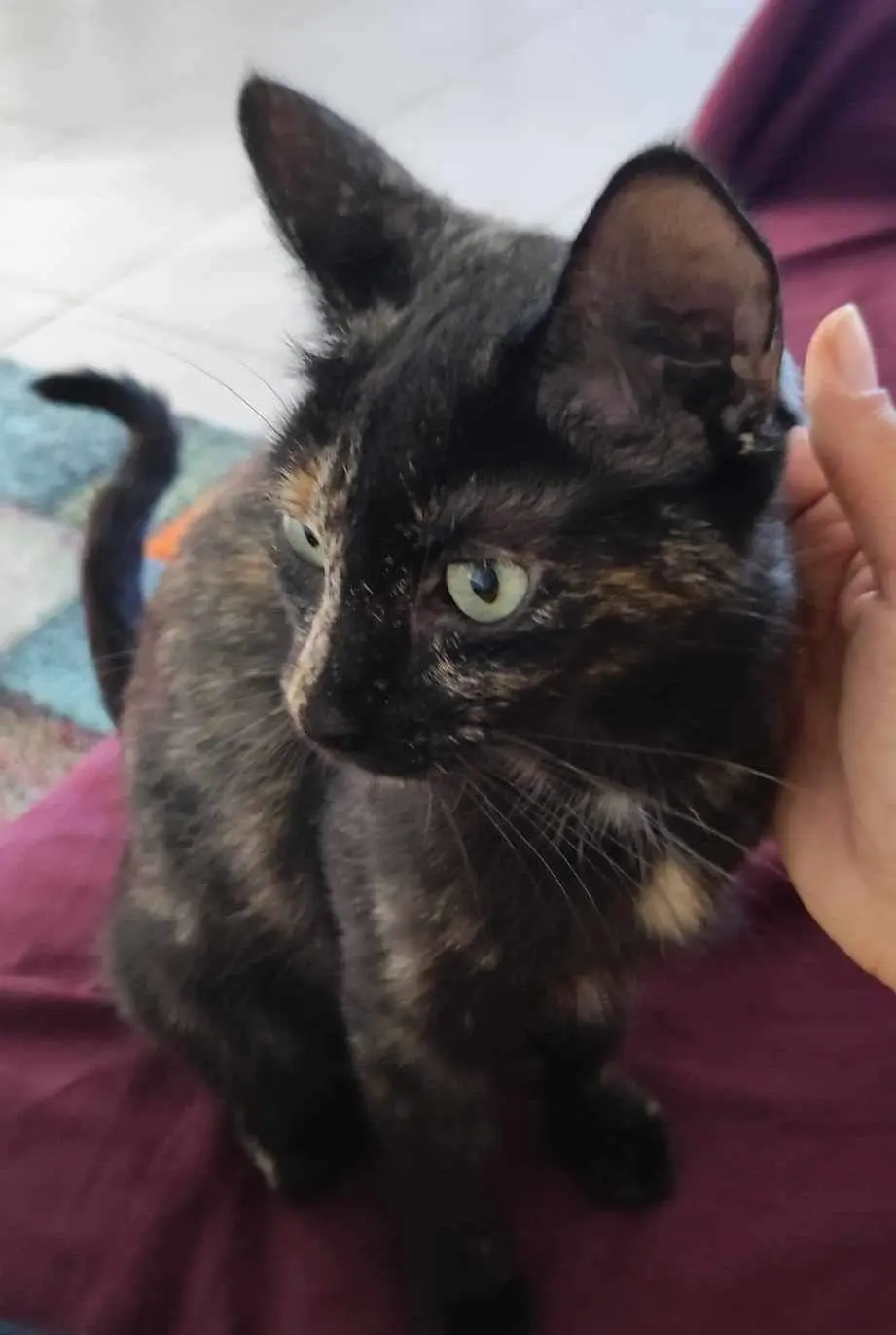 Chatte Perdue 30 Gard - Mimi Chatte Perdue 30 Gard - Mimi