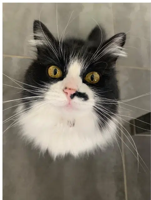 chatte lost   30190 Moussac Mimine