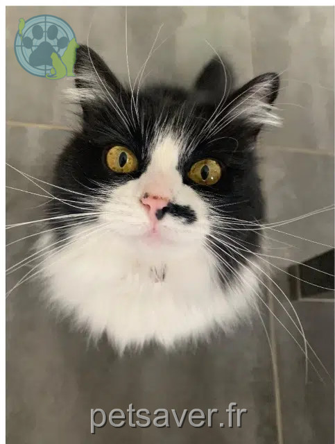 Katze vermisst 30190 Moussac Mimine Katze lost 30190 Moussac Mimine