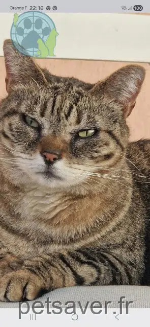 chatte lost   30132 Caissargues Mimine