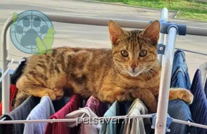 chatte lost   30600 Vauvert Minette