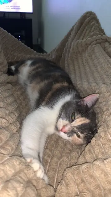 chatte lost   30210 Sernhac Minnie
