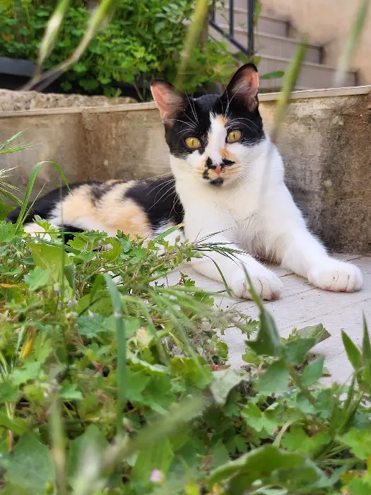 Chatte Perdue 30 Gard - Mitsouko Chatte Perdue 30 Gard - Mitsouko