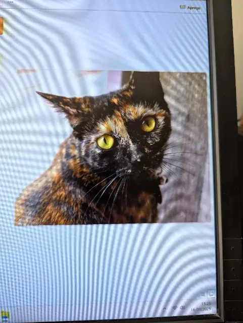 chatte lost   30250 Sommières Mochi