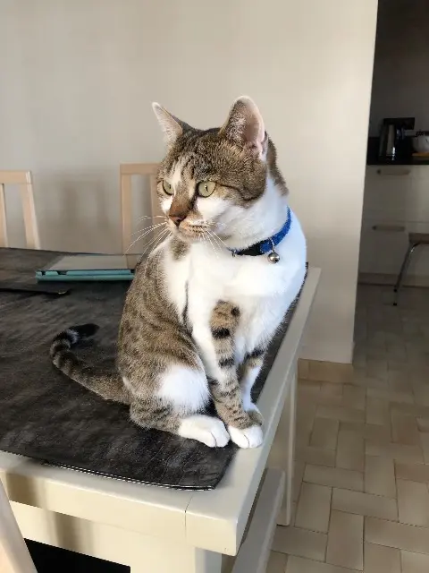 chatte lost   30700 Montaren-et-Saint-Médiers NOUT