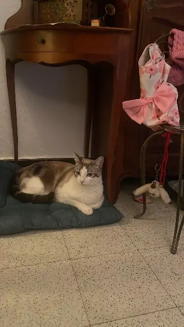 chatte lost   30800 Saint-Gilles Muezza