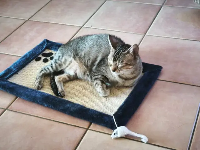 chatte lost   30560 Saint-Hilaire-de-Brethmas Nahla