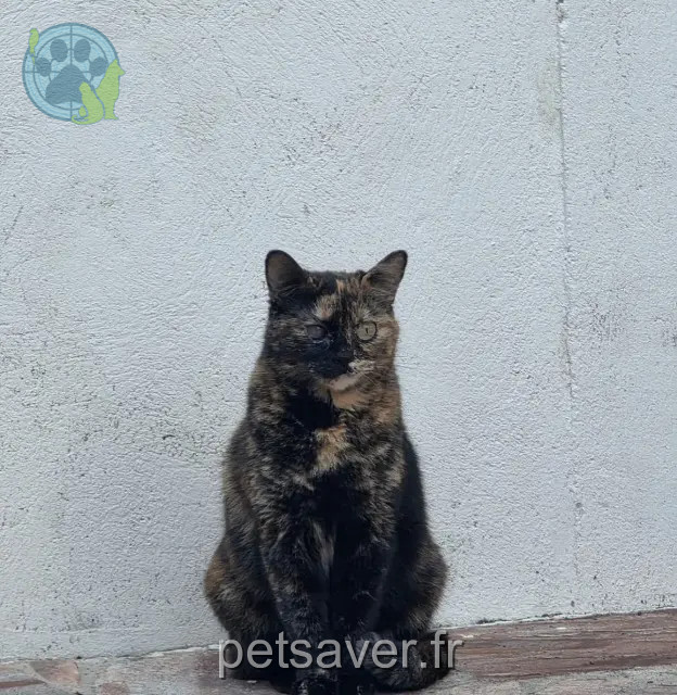 cat lost 30126 Saint-Laurent-des-Arbres Nala cat lost 30126 Saint-Laurent-des-Arbres Nala