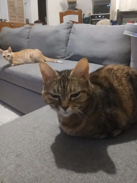 chatte lost   30500 Saint-Ambroix Nala