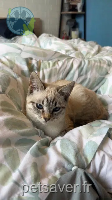 chatte lost   30360 Vézénobres Nala