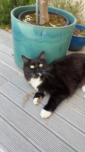 chatte lost   30300 Jonquières-Saint-Vincent Nala