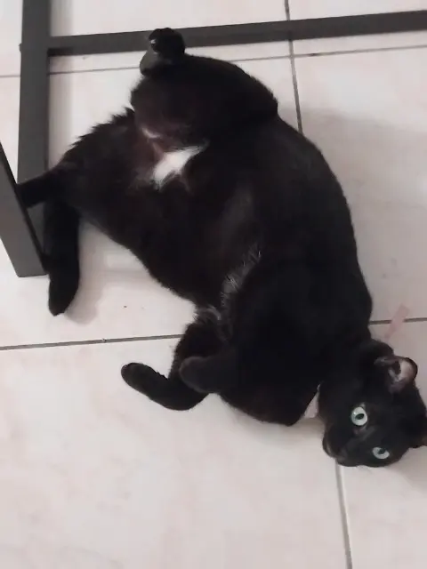 chatte lost   30540 Milhaud Nala