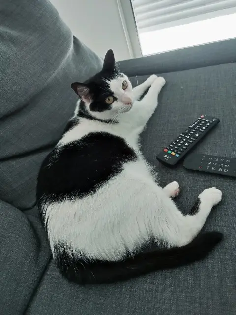 chatte lost   30260 Carnas Nina