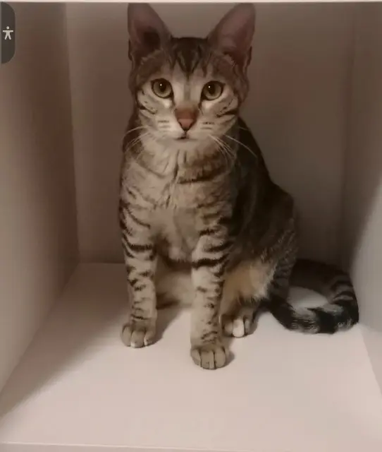 chatte lost   30390 Théziers Ninon