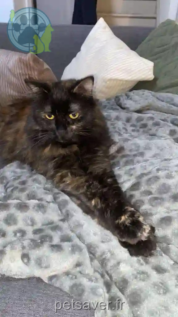 Chatte Perdue 30 Gard - Nézuko Chatte Perdue 30 Gard - Nézuko